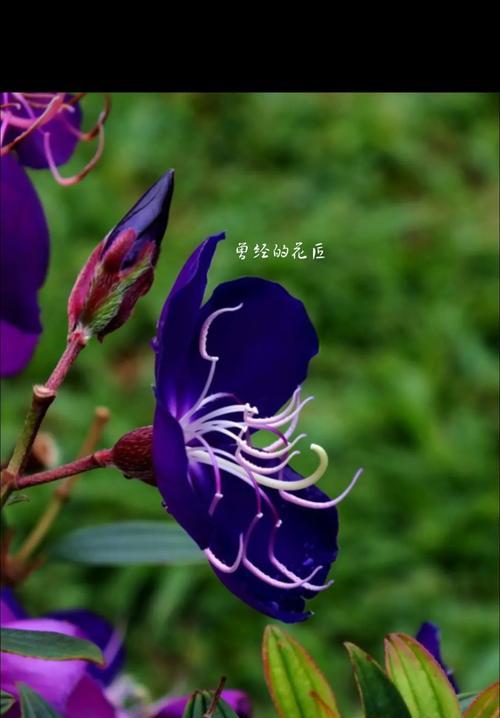 热情奔放积极的花语代表什么含义？