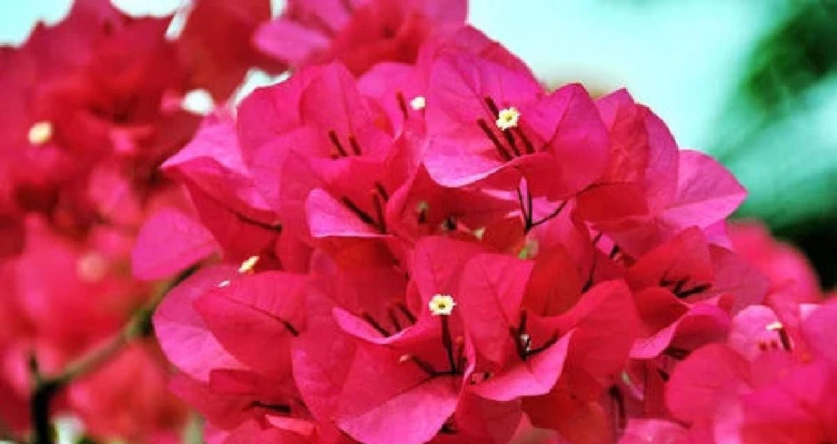 热情奔放积极的花语代表什么含义？