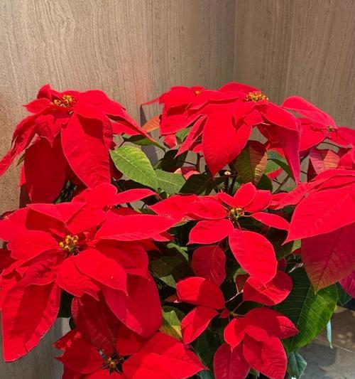 圣诞花花语是什么白菊花的寓意？这两种花在节日中的含义是什么？