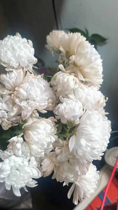 圣诞花花语是什么白菊花的寓意？这两种花在节日中的含义是什么？