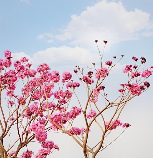 葡萄风铃花语有何深意？