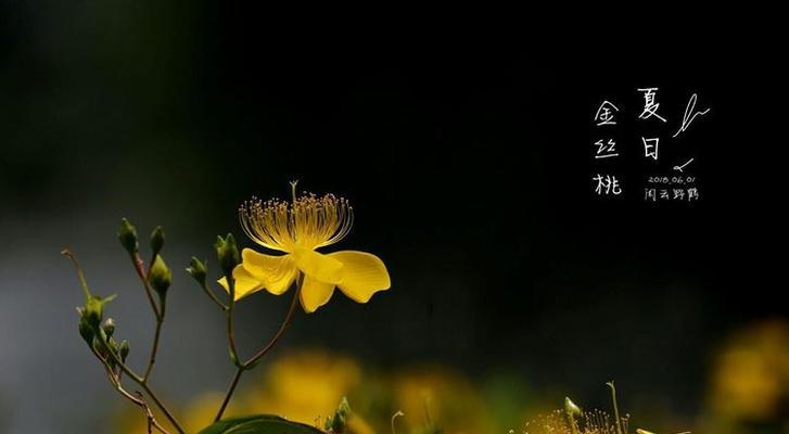 金丝桃花语中蕴含了什么？