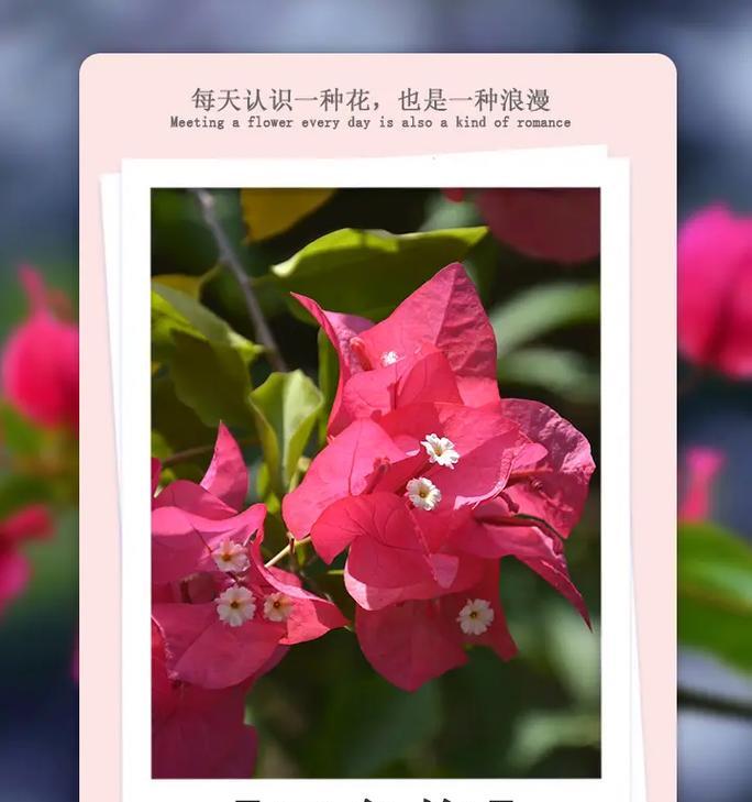 蕾丝花的花名是什么？它的花语和寓意有哪些？