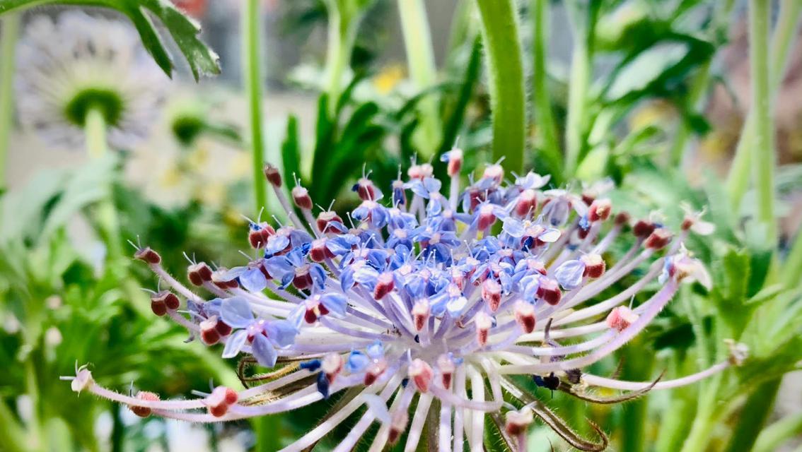 蕾丝花的花名是什么？它的花语和寓意有哪些？