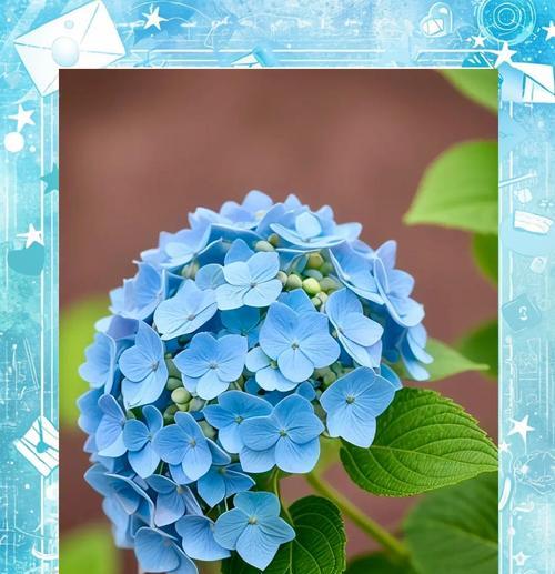 两只绣球花语寓意是什么？绣球花代表了哪些情感？