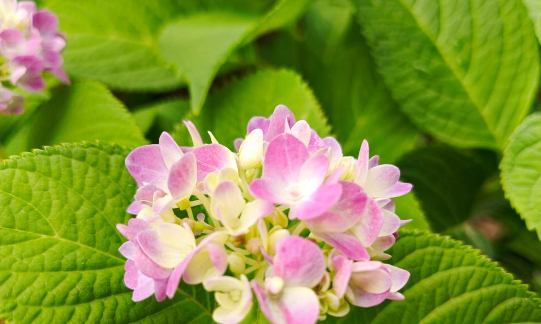 两只绣球花语寓意是什么？绣球花代表了哪些情感？