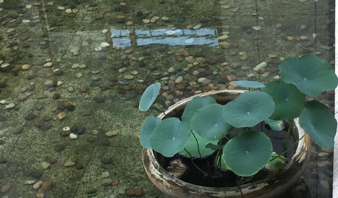 哈士奇咖啡花语是什么意思？这个花语有何含义？