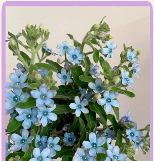 蓝星花的花语如何表达爱意？