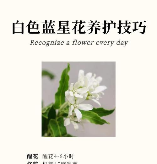 蓝星花的花语如何表达爱意？