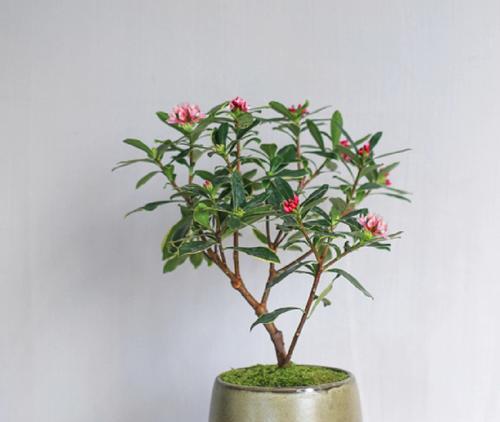 瑞香花的寓意和象征是什么？