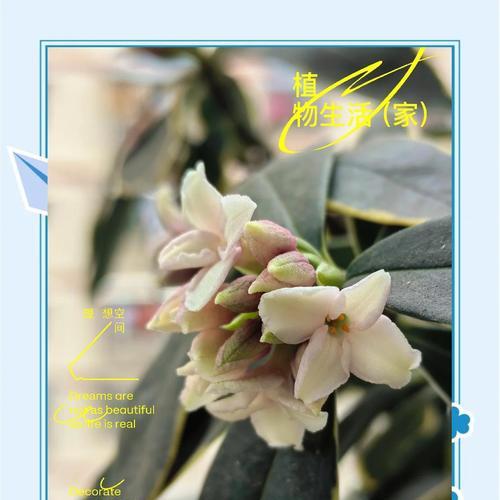 瑞香花的寓意和象征是什么？