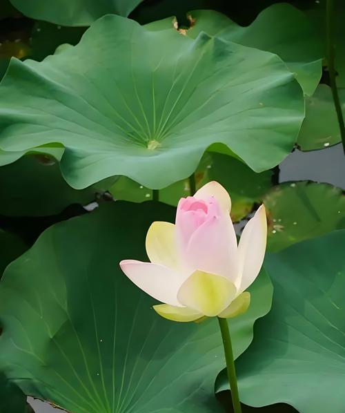 永远服从的花语是什么？这种花语传达了什么信息？