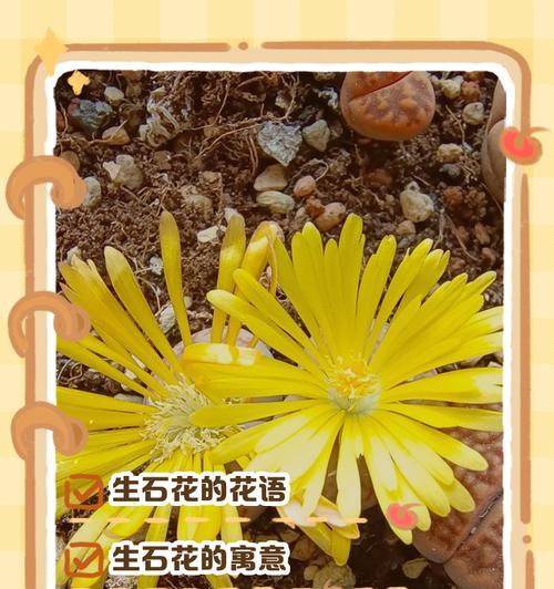 多肉植物花语有哪些寓意？