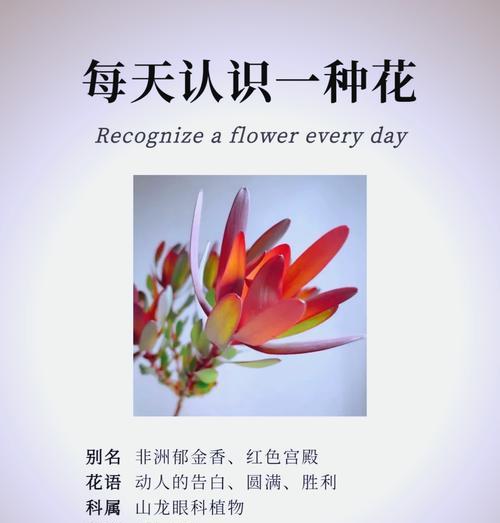 十大幸福花语是什么？这些花语如何传递幸福？