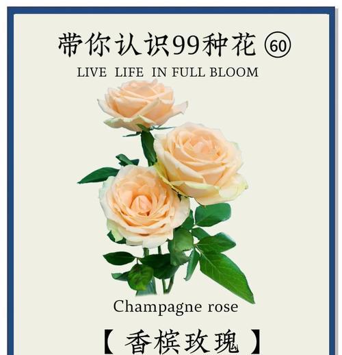 女孩手上的玫瑰花有何象征意义？玫瑰花代表了什么？