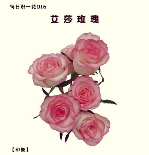 送粉玫瑰必备的花语是什么？粉色玫瑰传达了哪些情感？