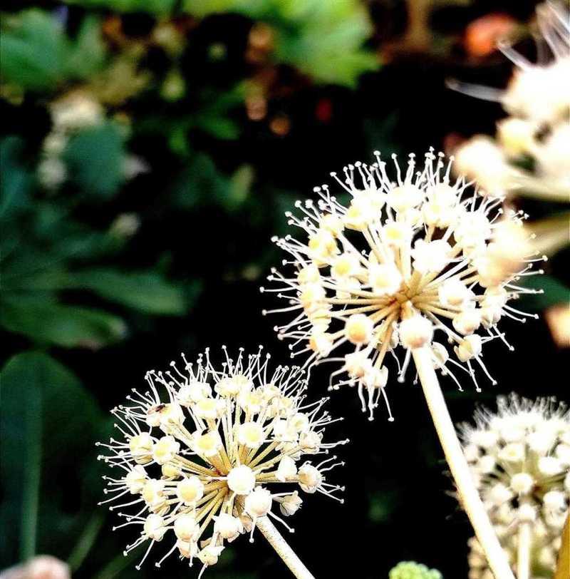 八角花的花语有哪些寓意？