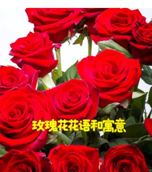 不同颜色玫瑰的花语有何不同？