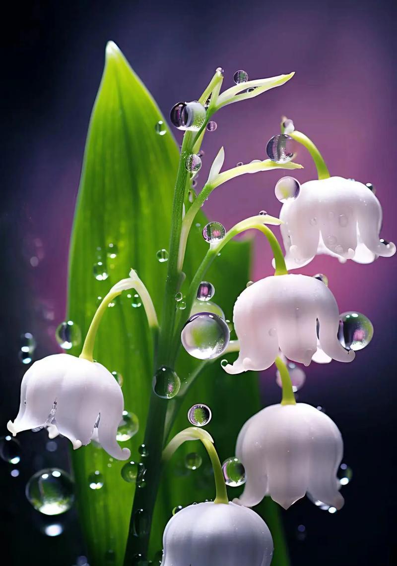 比铃兰花语还快的植物是什么？它象征着什么？