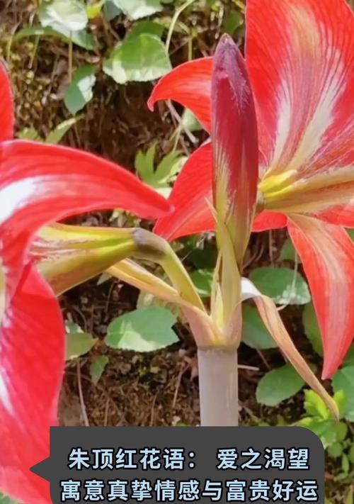 富贵与忍耐的花语有何不同？它们各自代表了什么？
