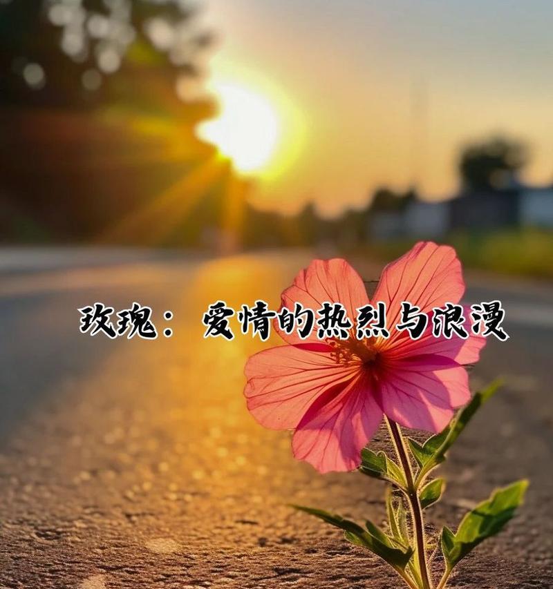 富贵与忍耐的花语有何不同？它们各自代表了什么？