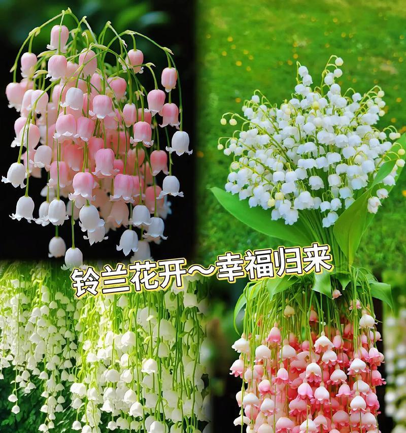 什么花代表等待的花语是什么？
