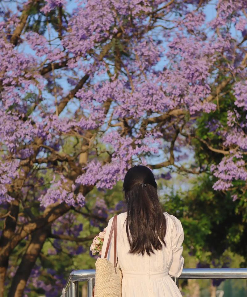 什么花代表等待的花语是什么？