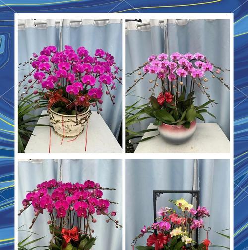 蝴蝶兰话语花语代表什么含义？