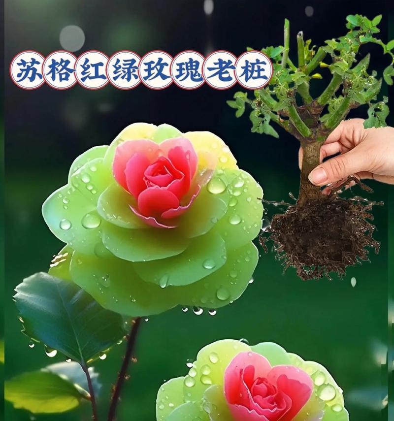 双花蕊玫瑰寓意是什么？双花蕊玫瑰花语有哪些特别之处？