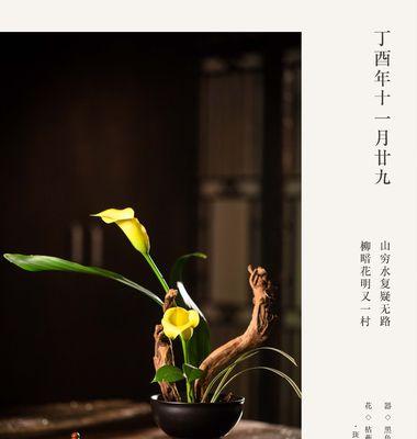海式花月的花语含义是什么？它象征着什么？