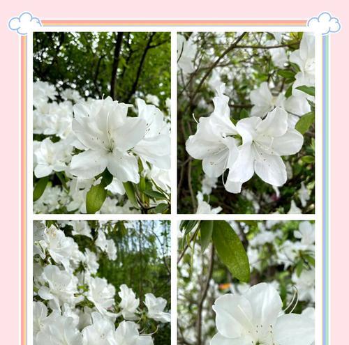 白色杜鹃花的花语和寓意是什么？它代表了什么？