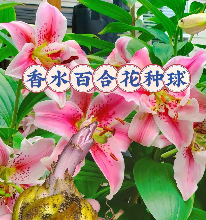 香水花植物的花语是什么？它象征着什么？