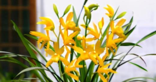 香水花植物的花语是什么？它象征着什么？
