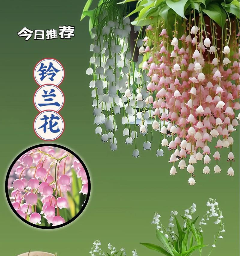 1月4号对应的花语是什么？