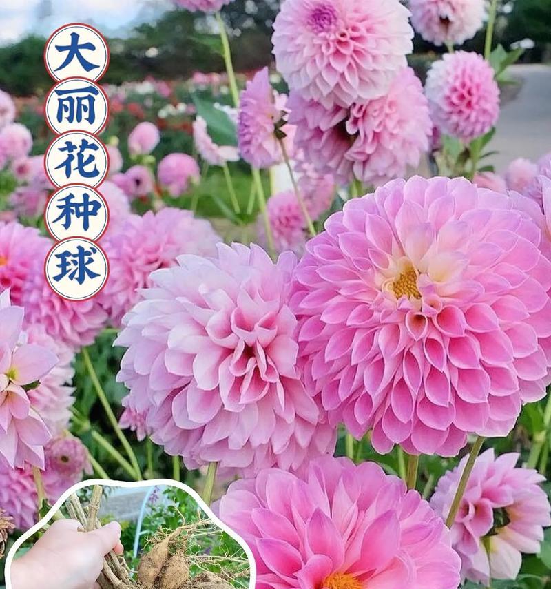 1月4号对应的花语是什么？