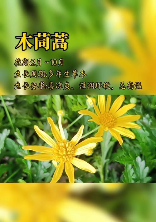 消极情绪用哪种花语表达？