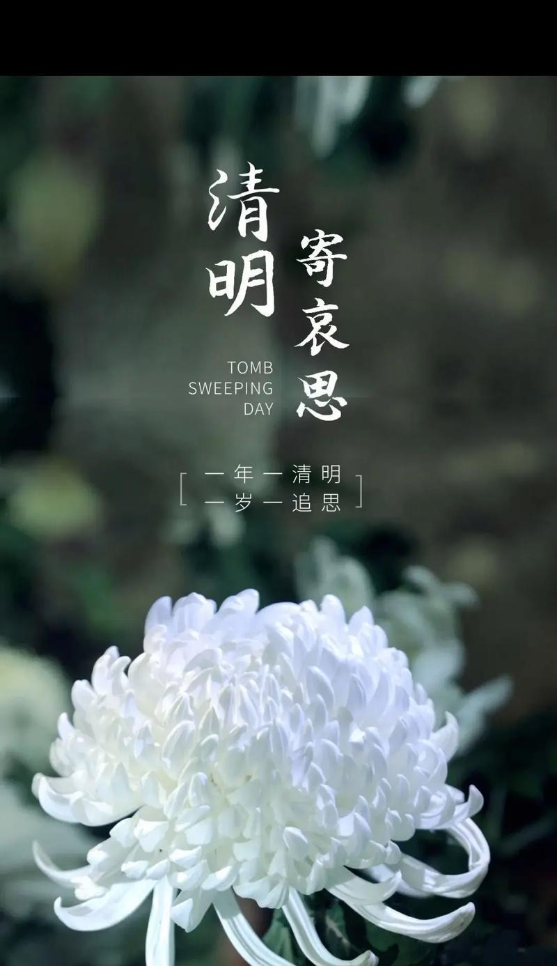 消极情绪用哪种花语表达？
