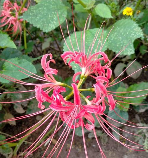 无忧花的花语寓意着什么？