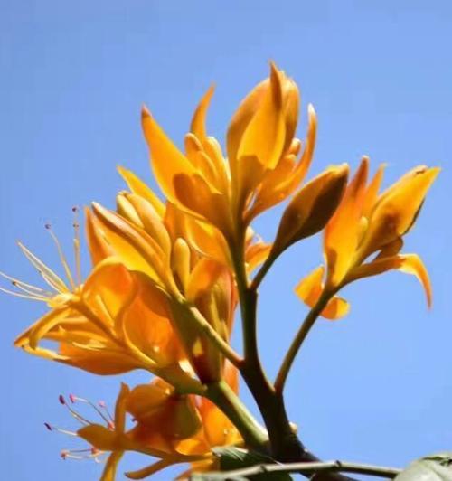 无忧花的花语寓意着什么？