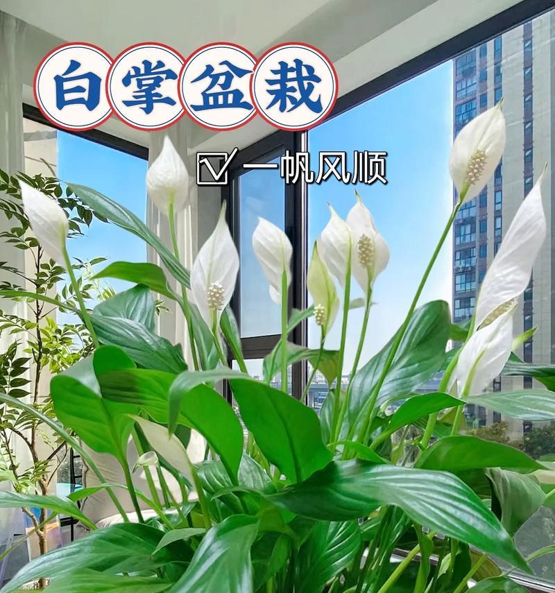塔竹盆栽象征什么？它的花语有哪些？
