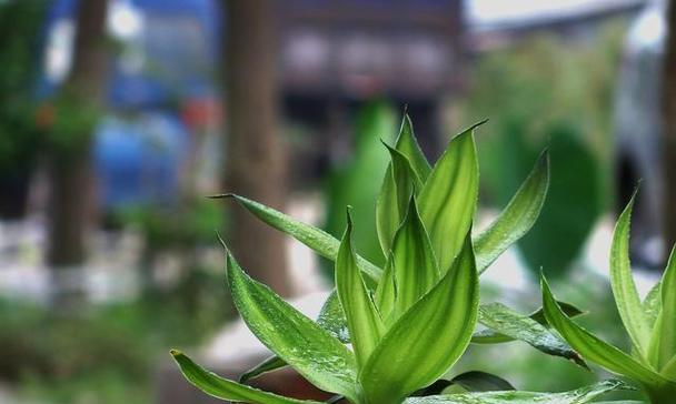 塔竹盆栽象征什么？它的花语有哪些？