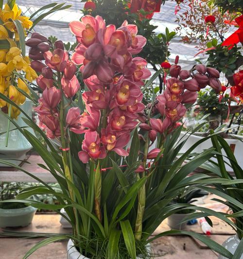 兰花的花语是什么？兰花象征着什么？