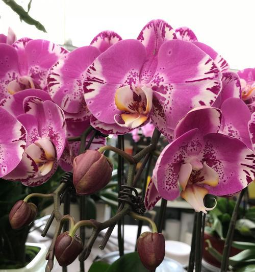 兰花的花语是什么？兰花象征着什么？