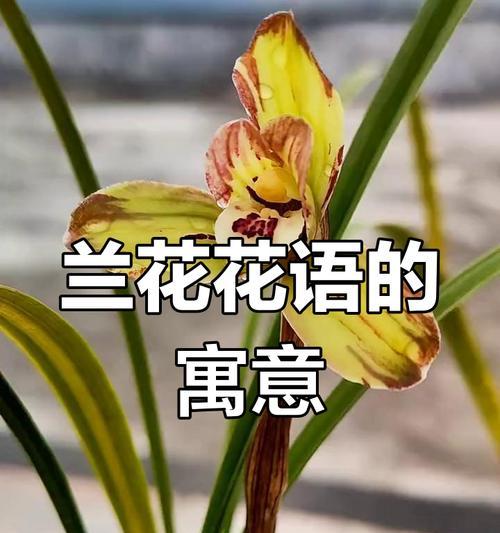 兰花的花语是什么？兰花象征着什么？