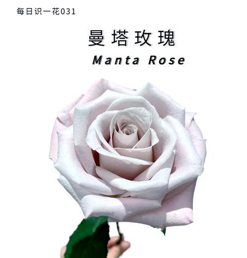 曼塔花语代表什么含义？