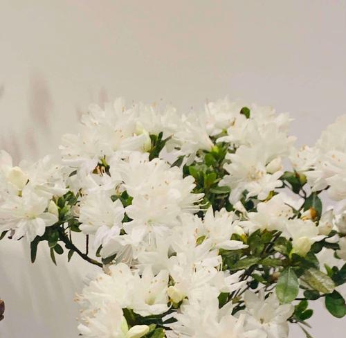 君子兰与杜鹃搭配的花语有何深意？