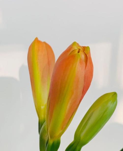 君子兰与杜鹃搭配的花语有何深意？