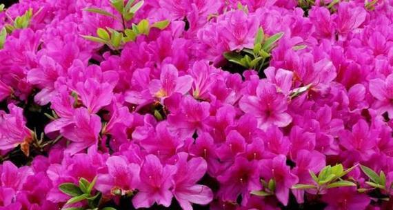 君子兰与杜鹃搭配的花语有何深意？