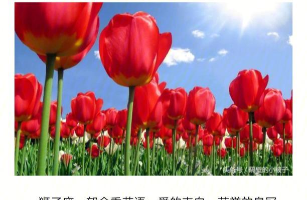 十二月的花语有哪些含义？