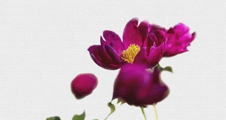 商广陵抢花语笔记的原因是什么？花语笔记的内容是什么？